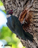 Lewiss Woodpecker