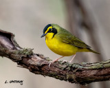 Kentucky Warbler