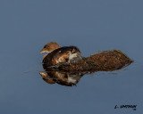 Pied-bill Grebe