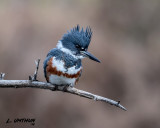 Belted Kingfisher (female)