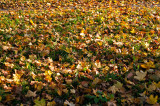 Fallen Leaves