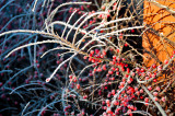 Frost And Red Berries