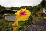 Hawaiis huge hibiscus in Maui @f4 M8