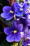 African Violets @f8 0.23m a7