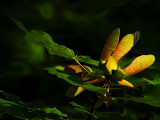 Seeds Ready to Fly