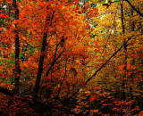 Colorful Morning Hike