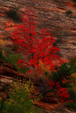 Red Maple Beauty