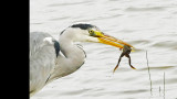 P1190792  blauwe reiger.jpg