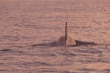 P1220145 orca vk.jpg