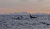 P1220834 orca vk.jpg