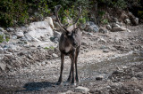 Denali-48.jpg