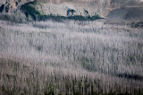 Glacier-70.jpg