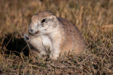 Grasslands-16.jpg