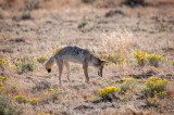 Grasslands-18.jpg