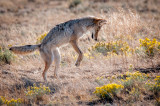 Grasslands-19.jpg