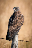 Grasslands-23.jpg