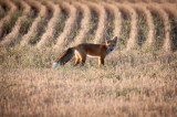 Grasslands-27.jpg