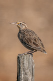 Grasslands-49.jpg