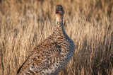 Grasslands-55.jpg