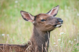 Jasper-48.jpg