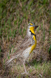 SD Badlands-12.jpg