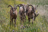 SD Badlands-37.jpg