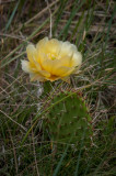 SD Badlands-50.jpg
