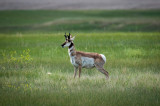 SD Badlands-9.jpg
