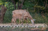 Chambal-15.jpg