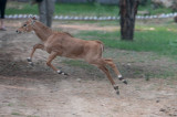 Chambal-16.jpg
