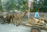 Mandawa-42.jpg