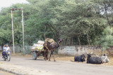 Mandawa-44.jpg