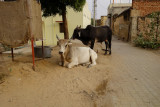 Mandawa-8.jpg