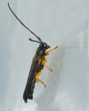 Hasselbock (Oberea linearis).jpg