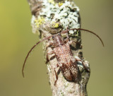 Ekgrenbock (Exocentrus adspersus).jpg