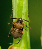 Oak Aphid, Ekbladlus (Lachnus roboris).jpg