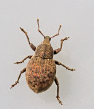 Tropiphorus_elevatus.jpg