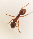 Swedish Ants, Svenska myror, Formicidae