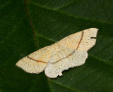 Backgrdelmtare (Cyclophora quercimontaria).jpg