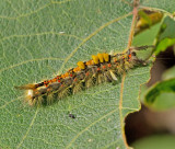 Aprikostofsspinnare (Orgyia antiqua).jpg