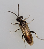 Macrophya albicincta.jpg