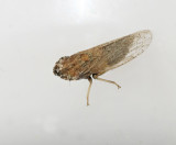 Eupelix cuspidata.jpg