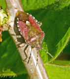 Hrig brfis (Dolycoris baccarum).jpg