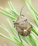 Tallbrfis (Chlorochroa pinicola).jpg