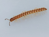 Orangerifoting (Oxidus gracilis).jpg