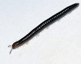Skogskejsarfoting (Leptoiulus proximus).jpg