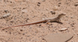 Grootschubfranjeteenhagedis / Bosks Fringe-fingered Lizard / Acanthodactylus boskianus