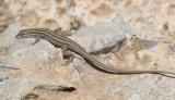 Slangenooghagedis / Snake-eyed Lizard / Ophisops elegans