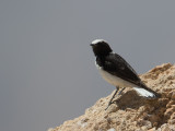 Mourning Wheatear / Rouwtapuit / Oenanthe lugens