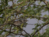 Barred Warbler / Sperwergrasmus / Sylvia nisoria